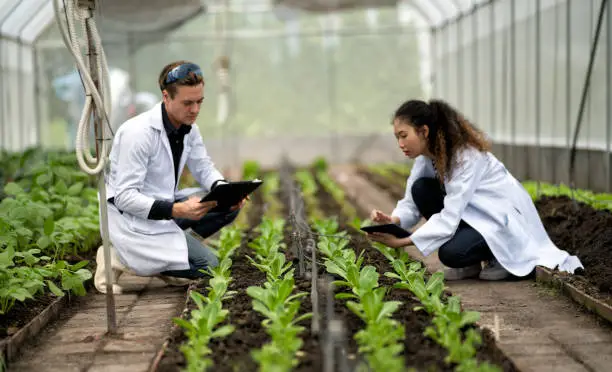 Ingénieur Agronome Roumain