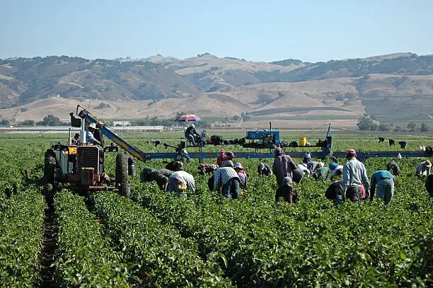 Intérimaire Agricole Roumain