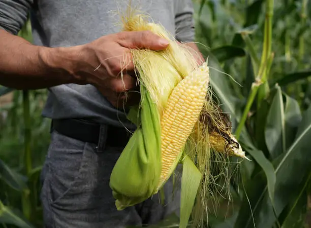 travailleurs agricoles en action
